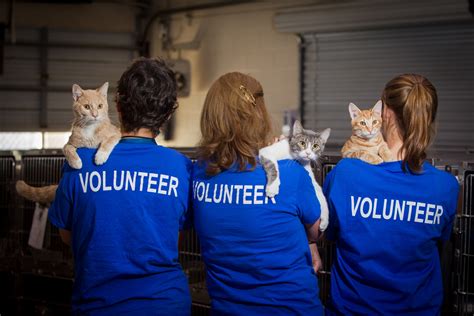 Animal Volunteer Work